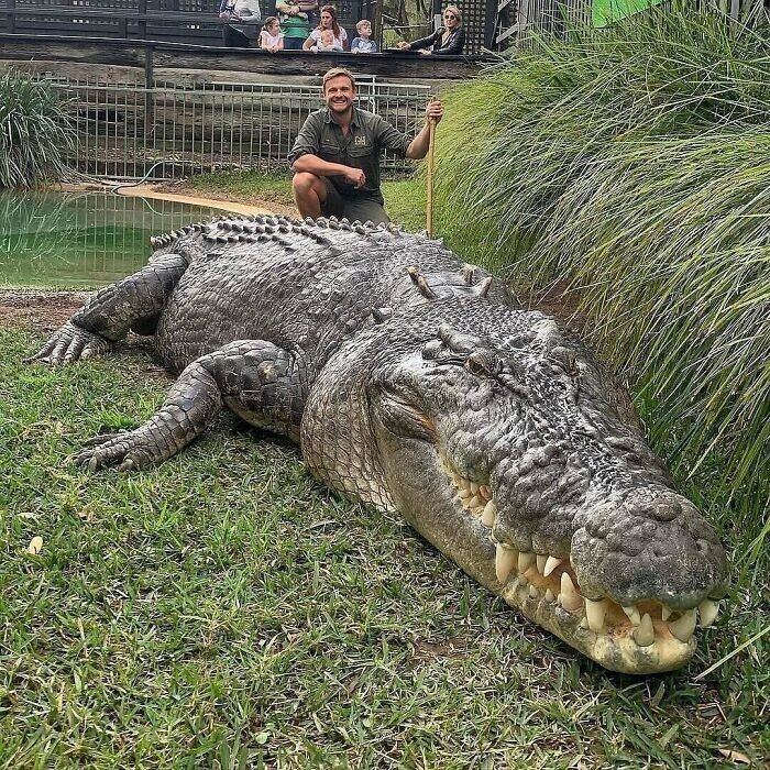 Элвис живет в Австралийском парке рептилий. Он самый большой в мире морской крокодил