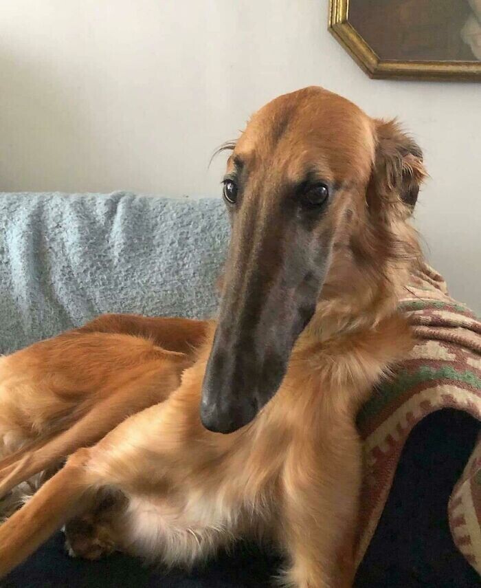 Самый длинный в мире собачий нос - он вот такой