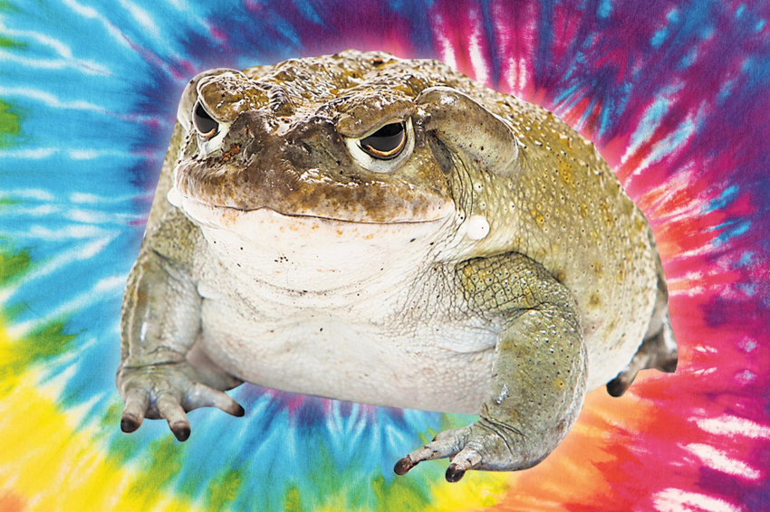Колорадская жаба: Хранитель галлюцинаций. Воины мазали её ядом стрелы, шаманы уходили в глубокий наркотический трип