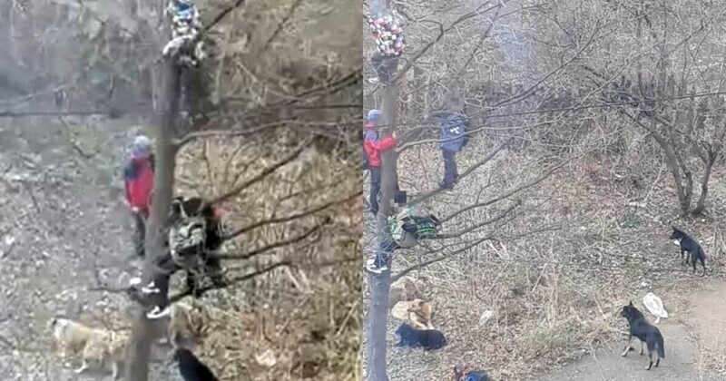 Башкирские школьники спасались от бродячих собак, сидя на дереве