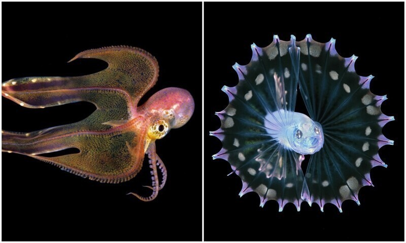 Фотограф-самоучка делает фото личинок морских существ