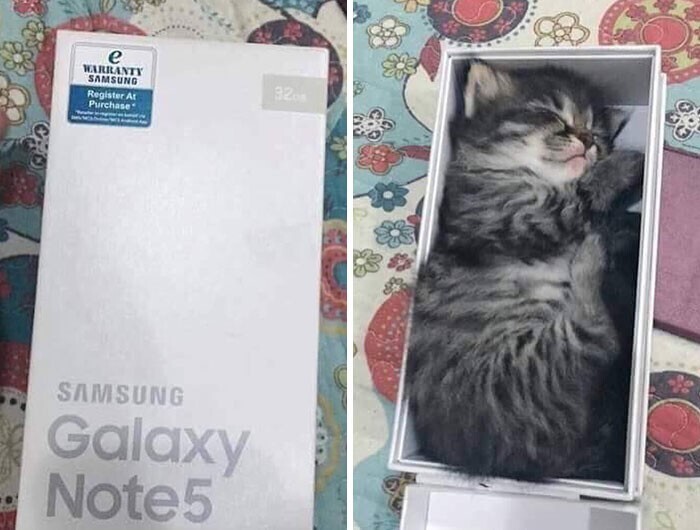 "Вот так коробка от телефона превратилась в кроватку для котика"