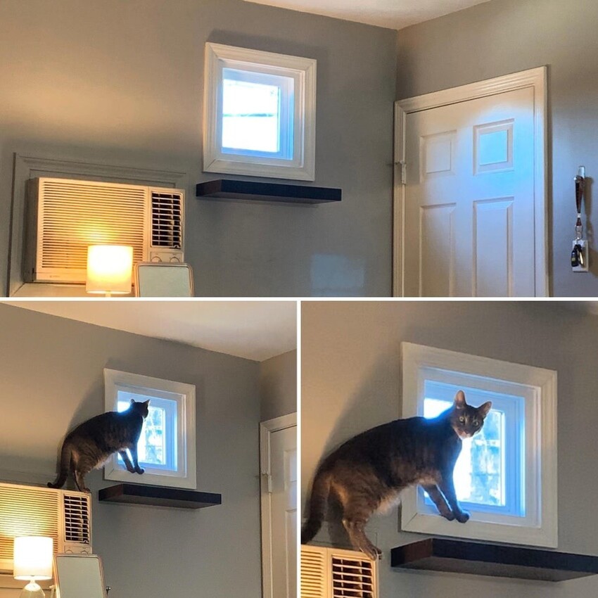 Я сделал для нашей кошки полку, чтобы она смотрела в окно. Но у неё другое мнение