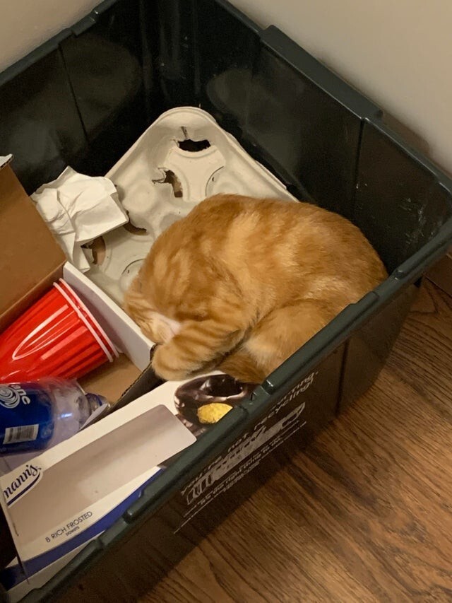 Наш кот пришёл к выводу, что мусорный бак - это его место для сна