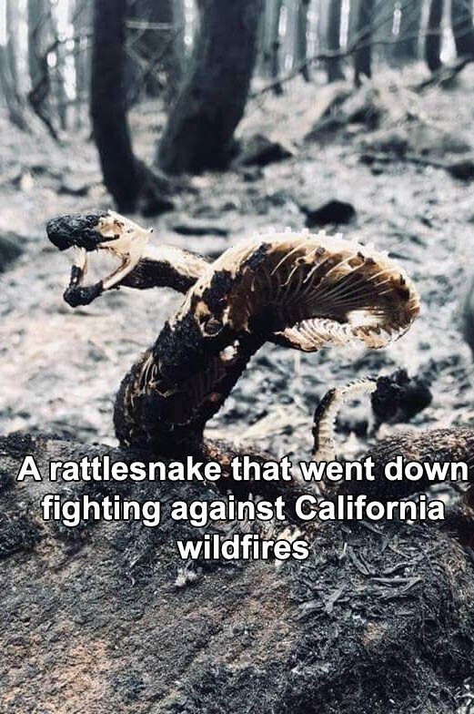 Гремучая змея после калифорнийских пожаров