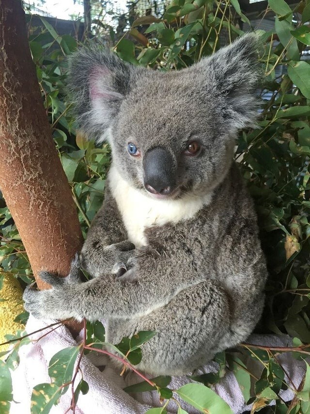 Редкий коала с гетерохромией