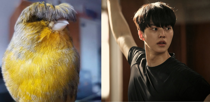 Канарейки глостер: Птицы с причёсками корейских мальчиков из дорам. Чего им стоила эта мутация?