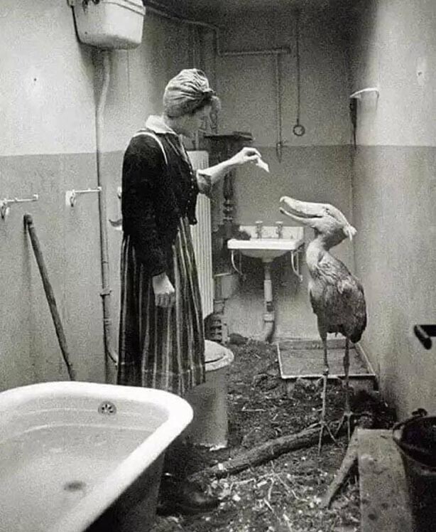 Китоглав из берлинского зоопарка переживает бомбежки в ванной у медсестры, 1945 год