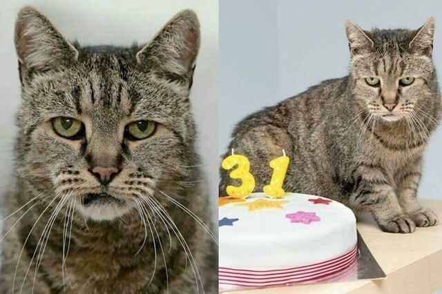 Мускатный орех, самый старый кот в мире, празднует свой 31-й день рождения (141 год в человеческом возрасте)