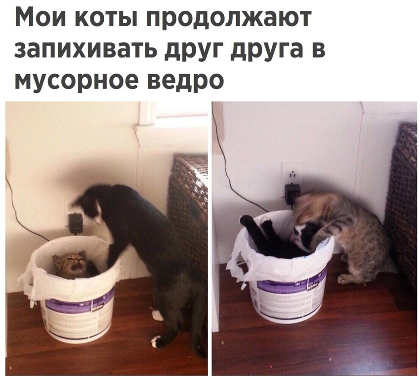 Кот в мусорке. Кот залез в мусорное ведро. Кот лазит в мусорное ведро. Кот в ведре. Кот в помойном ведре смешной.