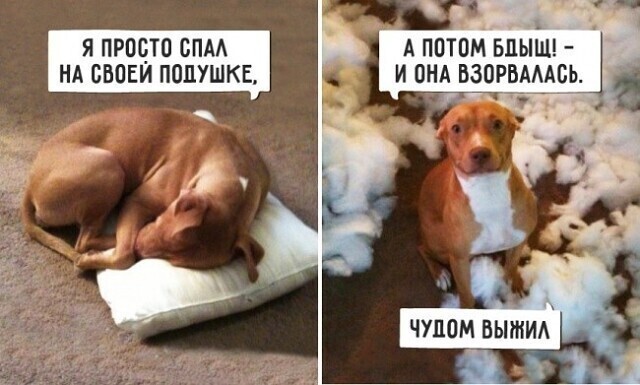 Всякая всячина на позитиве. Основные участники поста - котики