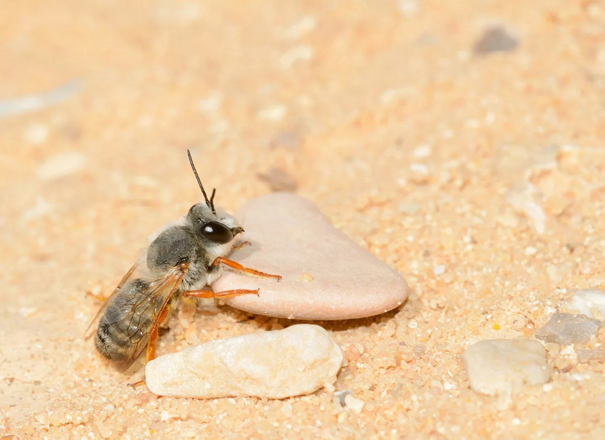 Пчела-каменщик: Отрыгивает цемент, строит каменные гнёзда и программирует пол не только своих детей, но и внуков
