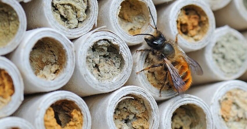 Пчела-каменщик: Отрыгивает цемент, строит каменные гнёзда и программирует пол не только своих детей, но и внуков