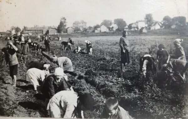 Во время голода 1932–33 годов в пищу шло даже то, что перезимовало на полях