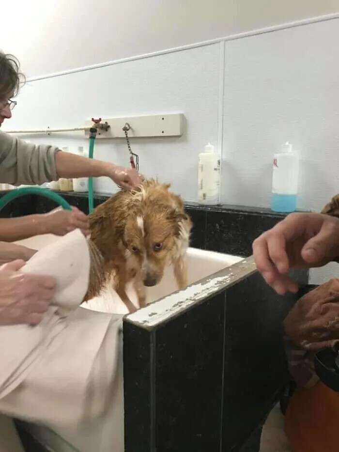 Собака, спасшая семью во время торнадо, вернулась домой через два месяца
