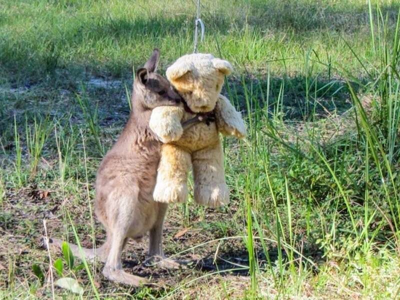 Малыш кенгуру не может оставить свою игрушку