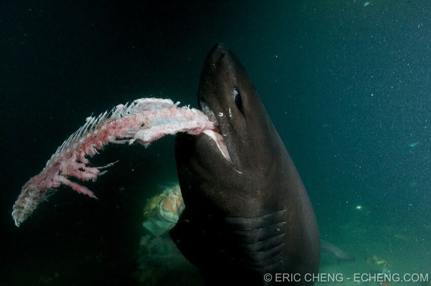 Шестижаберная акула: Хищник в нирване. Род, которому уже 60 млн лет. Их глаза светятся, а способ укуса максимально кровожадный
