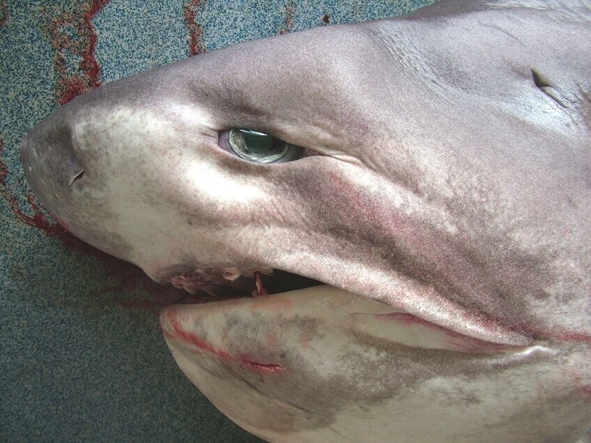 Шестижаберная акула: Хищник в нирване. Род, которому уже 60 млн лет. Их глаза светятся, а способ укуса максимально кровожадный