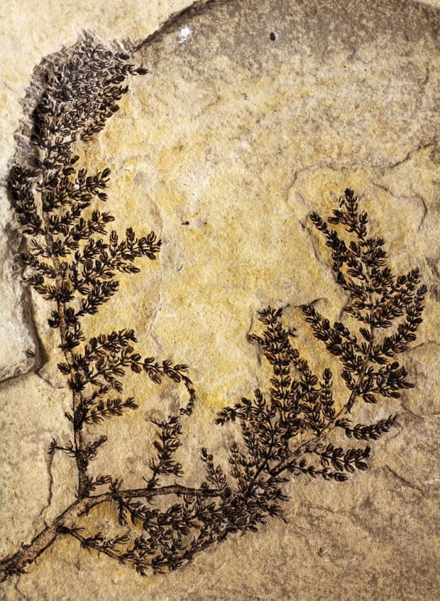 Montsechia vidalii жила рядом с динозаврами мелового периода