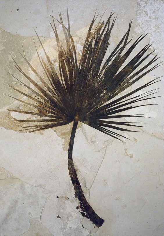 Пальмовый лист (Эоцен, 53-33 миллиона лет назад)