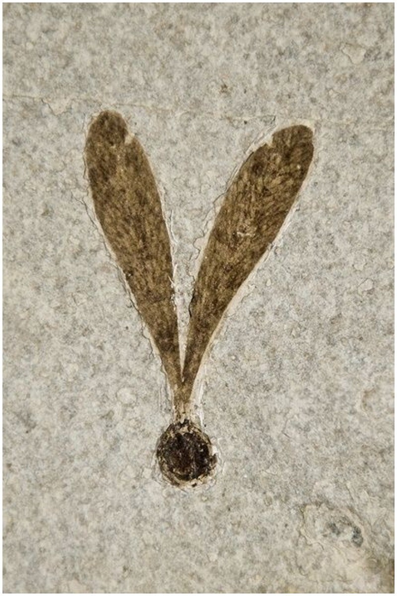 Lagokarpos lacustris, крылатый плод из палеогена