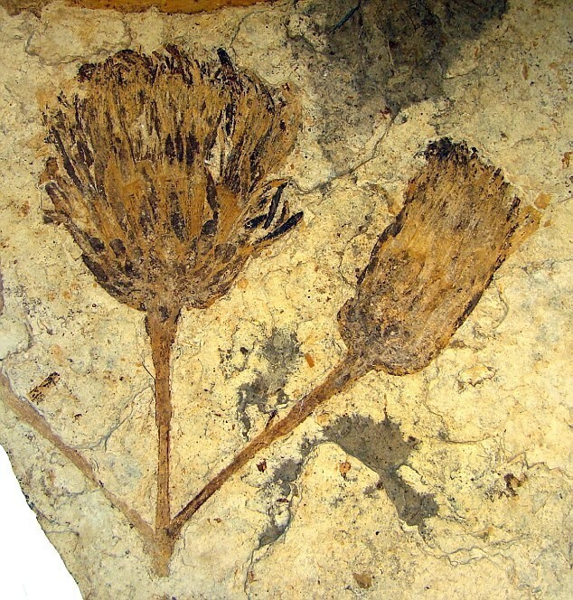 Растение семейства астровые, которому около 50 миллионов лет
