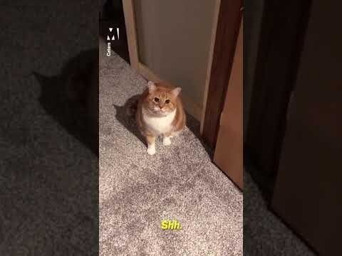 Кот охранник 