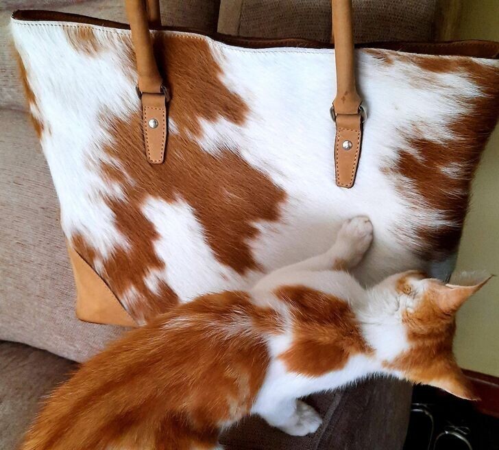 6. Кошечка нашла для себя идеальную сумку