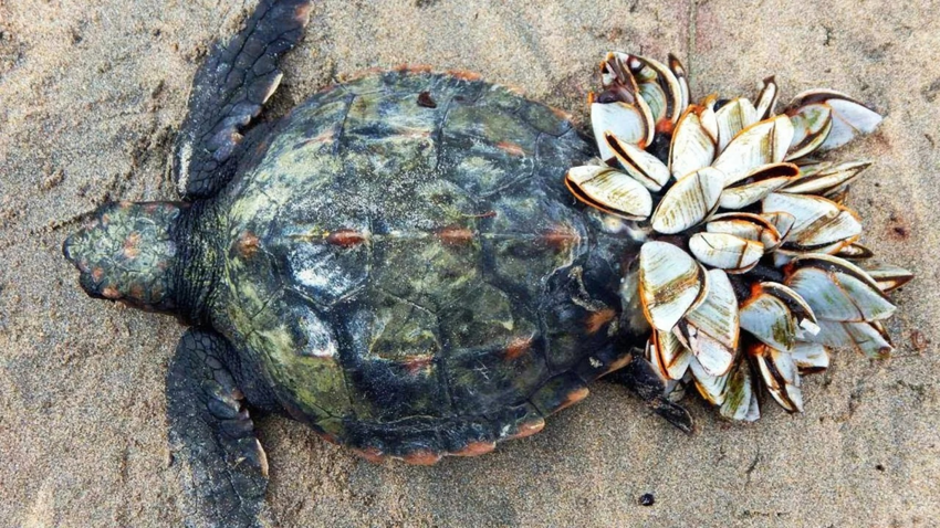 Моллюски, которые топят черепах. Злобные беспозвоночные отстраивают на панцире целые города
