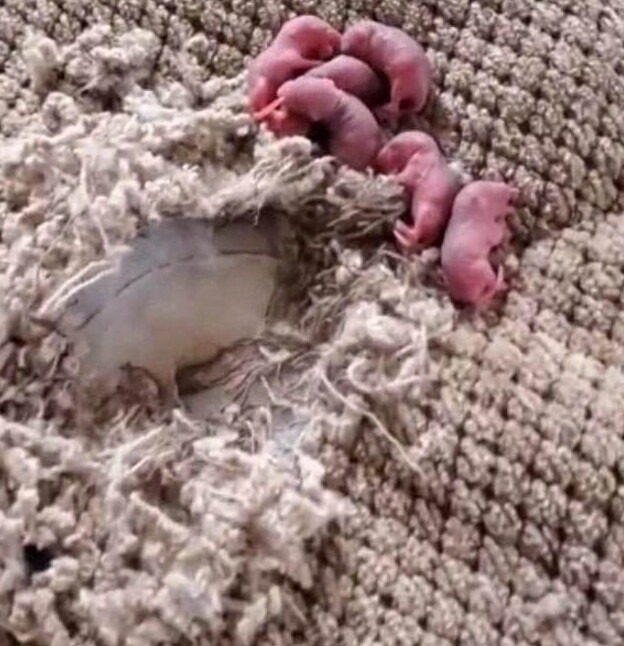 Женщина нашла в своей постели шесть новорожденных грызунов