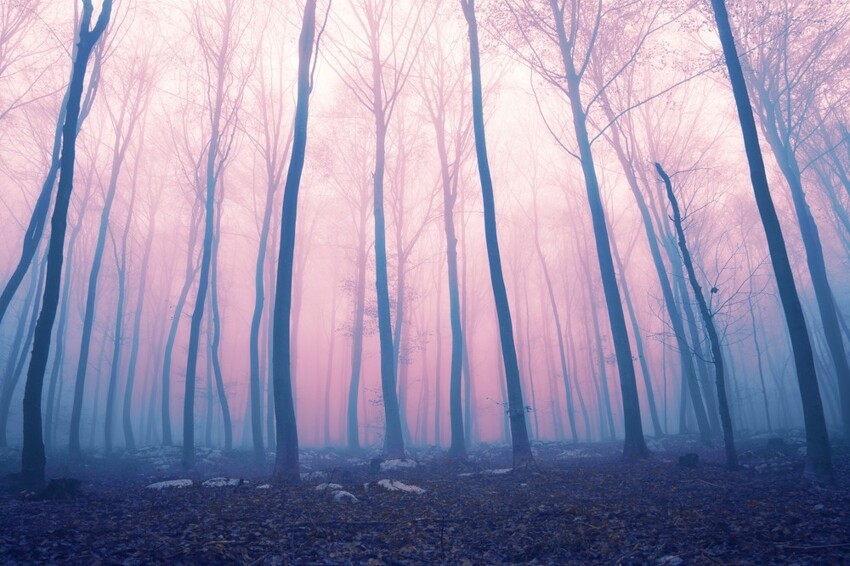 Что на самом деле скрывают клубы плотоядного загадочного розового тумана?