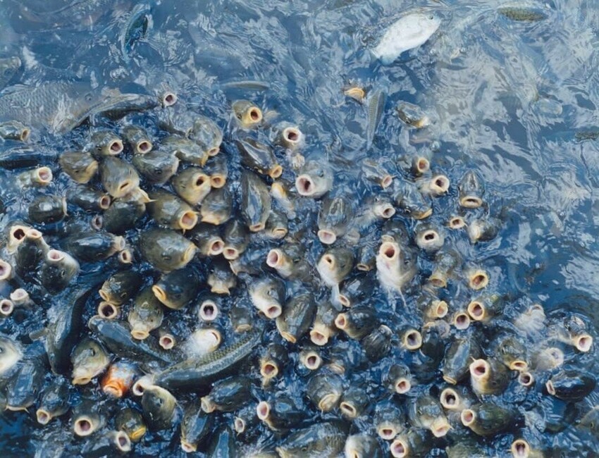 Рассмотрите рисунок 139 известно что многие рыбы погибают от нанесенных миногой многочисленных ран