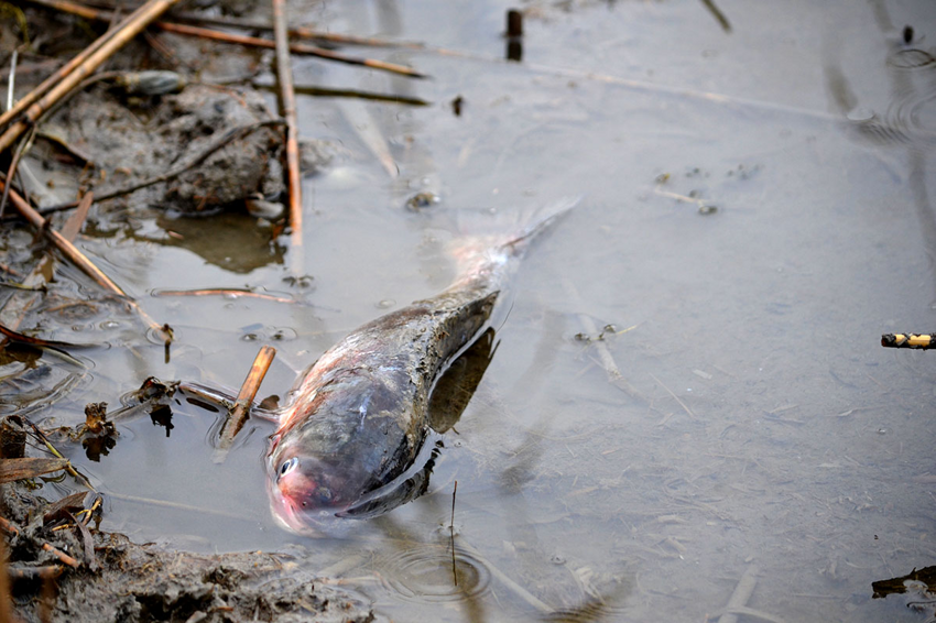 Почему рыбы могут задохнуться даже в воде? Что такое замор?