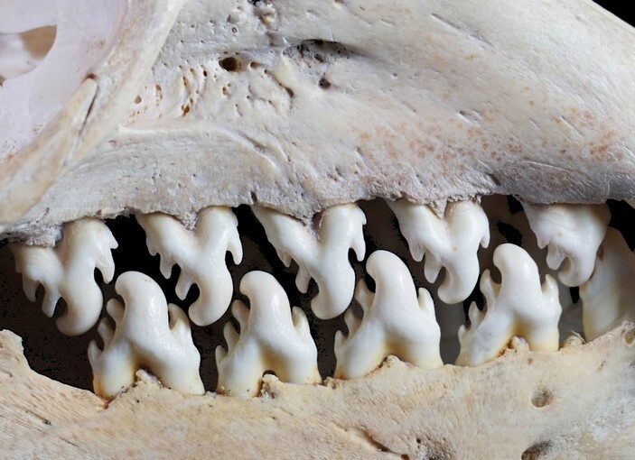 Фестончатые зубы тюленя-крабоеда