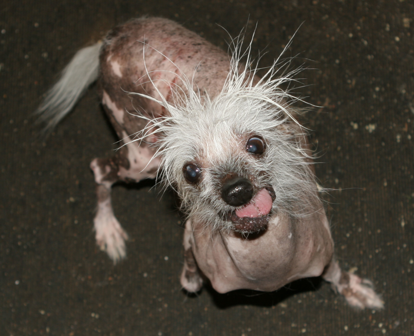 Китайская хохлатая: Самая некрасивая в мире порода собак. В этом виноват «ген мертвеца»