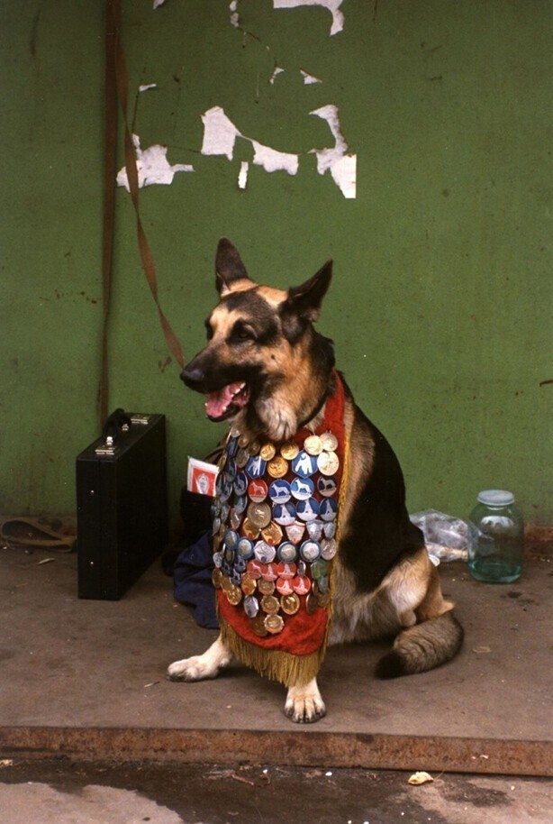 Собака с медалями в зоомагазине в Москве, 1989 год