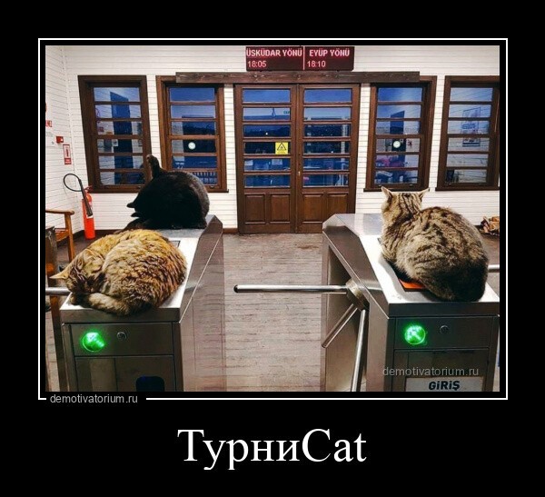 ТурниCat