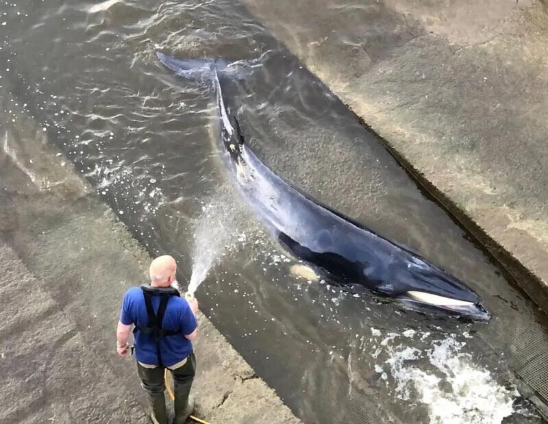 В Темзе застрял детёныш кита