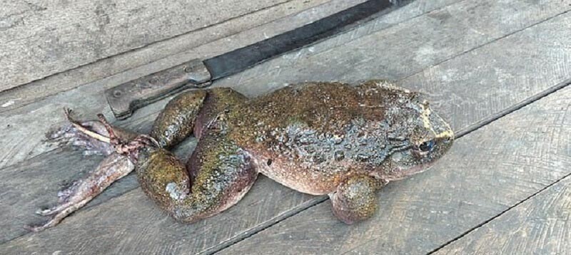 На Соломоновых островах нашли лягушку размером с младенца