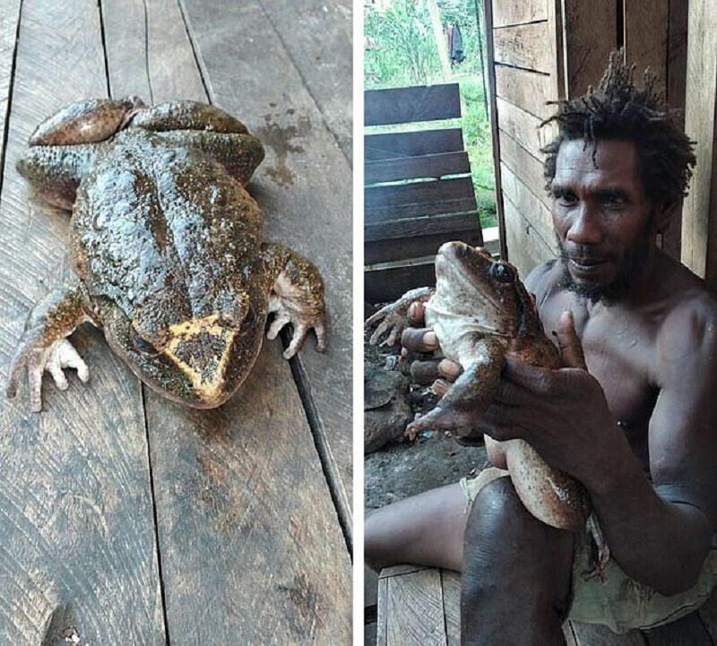 На Соломоновых островах нашли лягушку размером с младенца