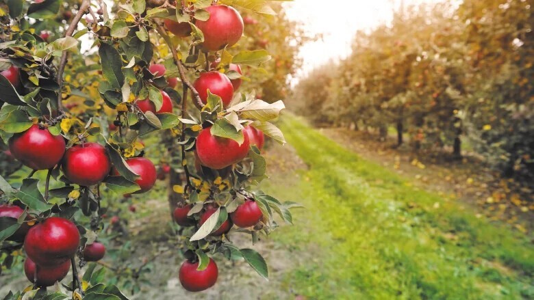 В Америке во времена "сухого закона" массово вырубали яблоневые сады