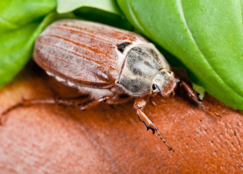 Такой майский жук: умилительный, удивительный и вредный
