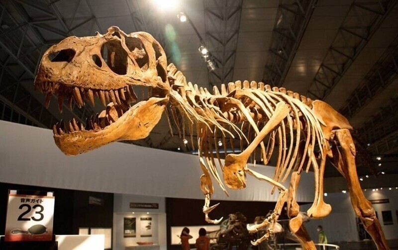 Кости Динозавров — это не кости