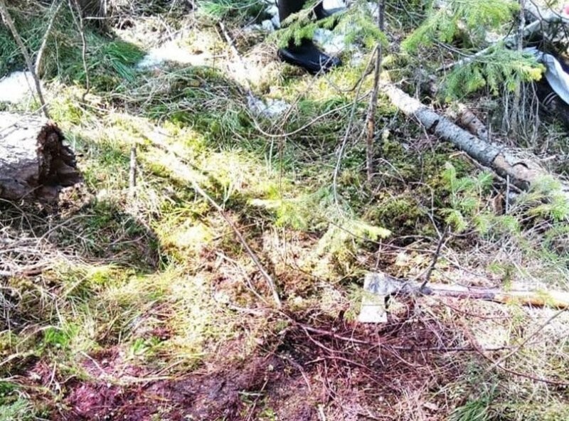 Медведь убил мужчину в Томской области