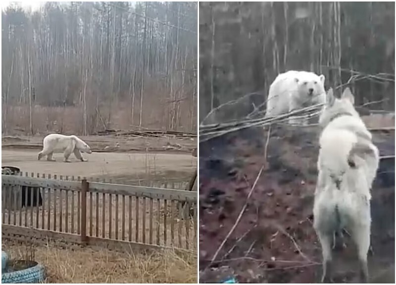 В Якутии наконец поймали белого медведя, который забрел в поселок