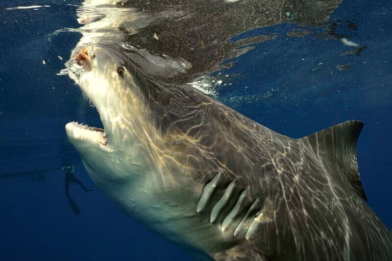 Впечатляющие кадры встречи громадной серой бычьей акулы с фридайвером