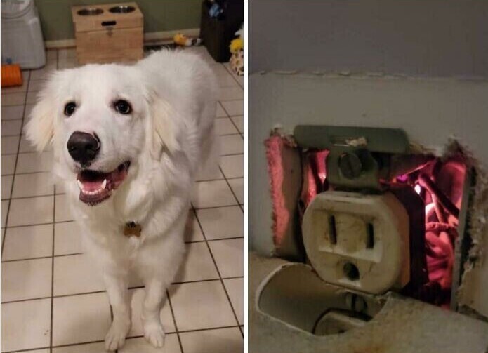 "Наша собака спасла нас от пожара, учуяв, что от розетки чем-то пахнет. Мы сразу вызвали пожарных, которые сказали, что ели бы не она, в доме мог бы возникнуть пожар"