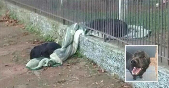 Собака, которую когда-то спасли с улицы, принесла одеяло бродячей собаке, и они поспали на нем вместе прохладной ночью