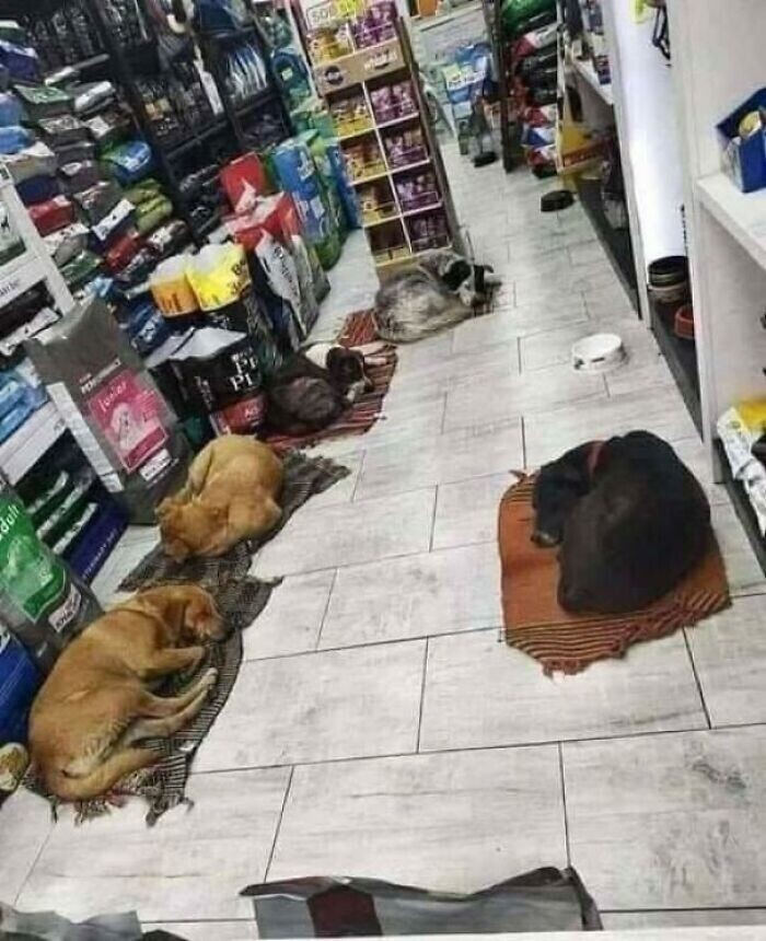 Владелец магазина пустил внутрь бродячих собак, чтобы согреть их холодными ночами