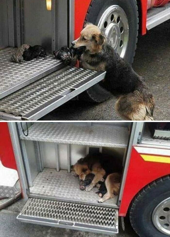 Мать-собака спасла своих щенят из огня, и перетащила каждого в пожарную машину